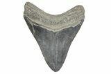 Fossil Megalodon Tooth - South Carolina #365763-1